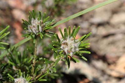 Pultenaea petiolaris, photographed by Greg Tasney