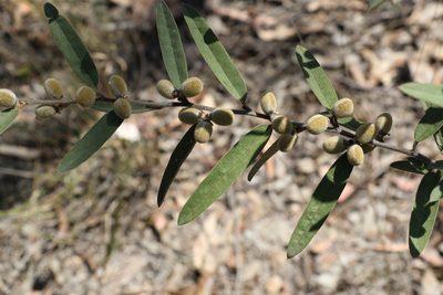 Hovea planifolia, photographed by Greg Tasney