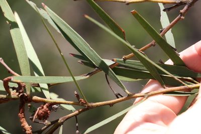 Acacia baeuerlenii, photographed by Greg Tasney