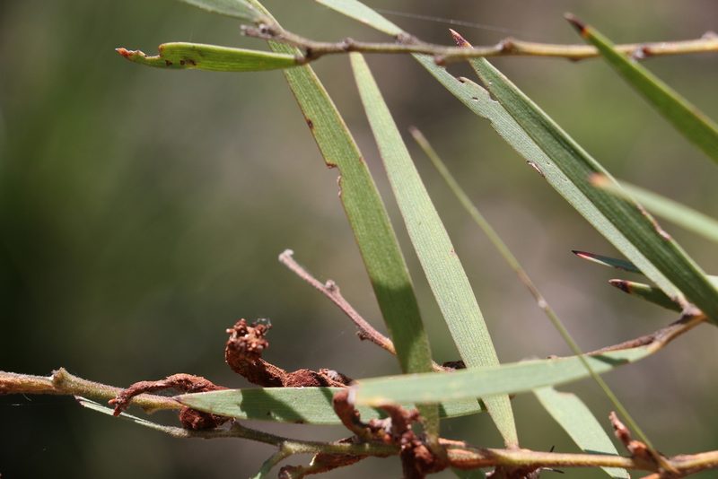 Acacia baeuerlenii, photographed by Greg Tasney