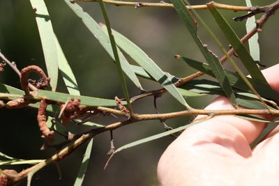 Acacia baeuerlenii, photographed by Greg Tasney