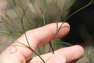 Caustis flexuosa, photographed by Greg Tasney