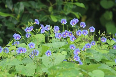 Ipomoea parasitica, photographed by Haneesh K M
