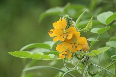 Senna hirsuta, photographed by Haneesh K M