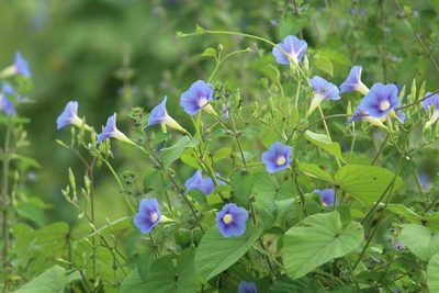 Ipomoea parasitica, photographed by Haneesh K M