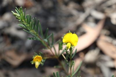 Gompholobium virgatum, photographed by Greg Tasney