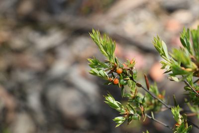 Monotoca scoparia, photographed by Greg Tasney
