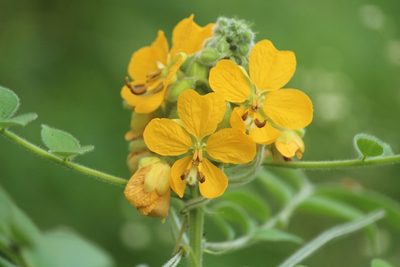 Senna hirsuta, photographed by Haneesh K M