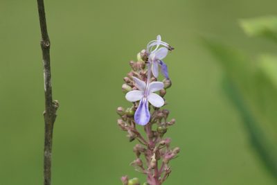 Rotheca serrata, photographed by Haneesh K M