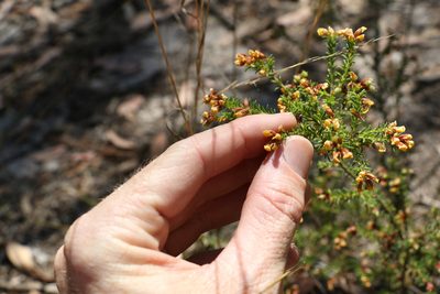 Dillwynia phylicoides, photographed by Greg Tasney