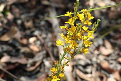 Goodenia bellidifolia, photographed by Greg Tasney