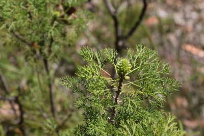 Petrophile canescens, photographed by Greg Tasney
