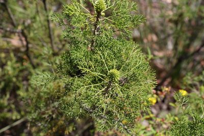 Petrophile canescens, photographed by Greg Tasney