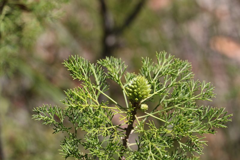 Petrophile canescens, photographed by Greg Tasney