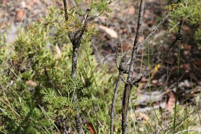 Petrophile canescens, photographed by Greg Tasney