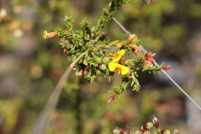 Dillwynia phylicoides, photographed by Greg Tasney