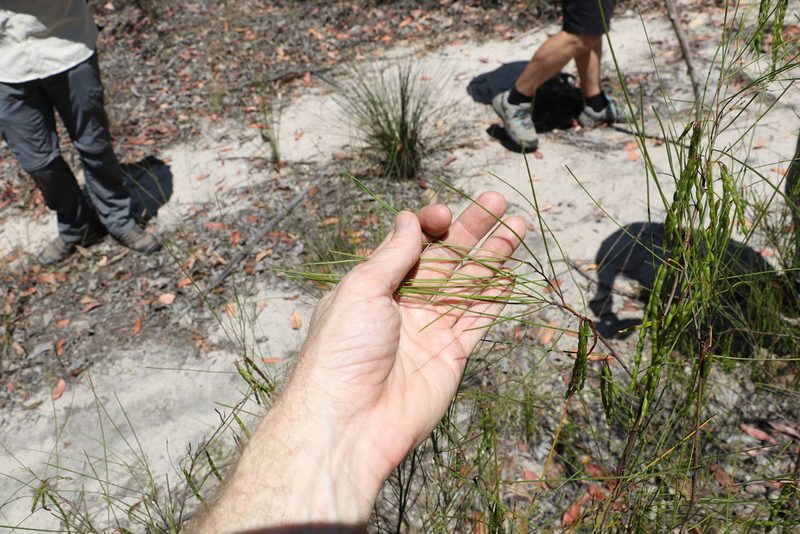 Acacia juncifolia, photographed by Greg Tasney