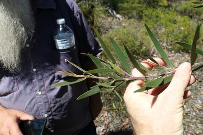 Acacia baeuerlenii, photographed by Greg Tasney