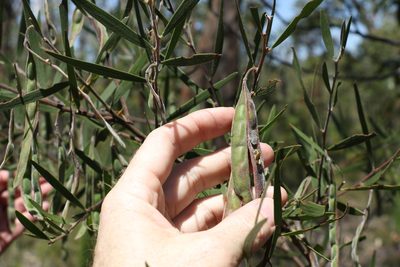 Acacia baeuerlenii, photographed by Greg Tasney
