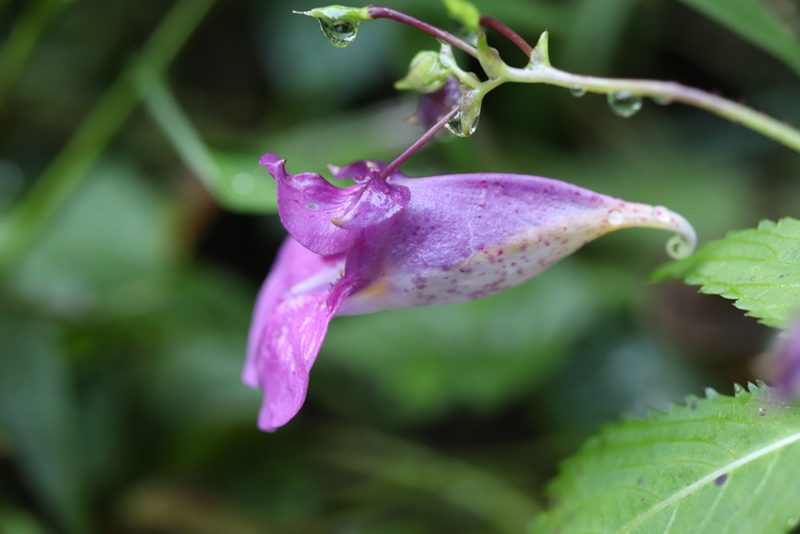 Impatiens textorii, photographed by Se Lena