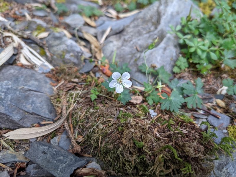 Geranium suzukii, photographed by Mori Chen