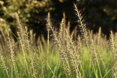 Cenchrus alopecuroides, photographed by Se Lena