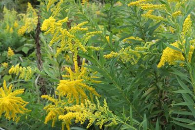 Solidago altissima, photographed by Se Lena