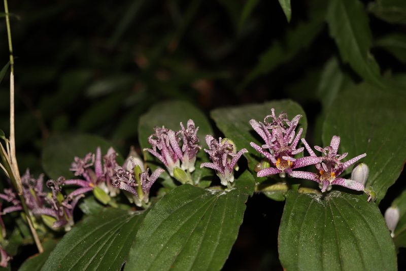 Tricyrtis hirta, photographed by Se Lena