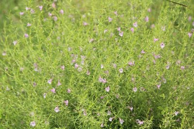 Parasopubia delphiniifolia, photographed by Haneesh K M