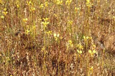 Diuris picta, photographed by Em Lamond