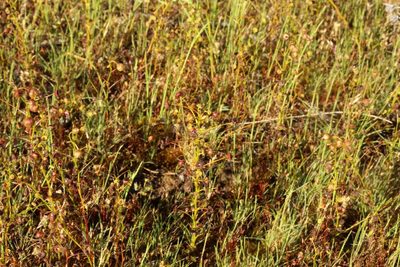 Drosera stricticaulis, photographed by Em Lamond