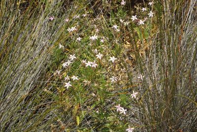 Lithotoma petraea, photographed by Em Lamond