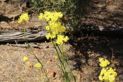 Glischrocaryon aureum, photographed by Em Lamond