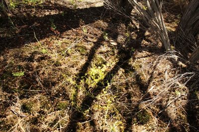 Drosera rupicola, photographed by Em Lamond