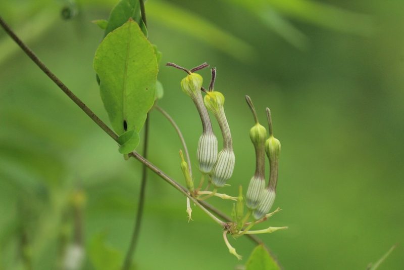 Ceropegia candelabrum, photographed by Haneesh K M