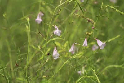 Parasopubia delphiniifolia, photographed by Haneesh K M