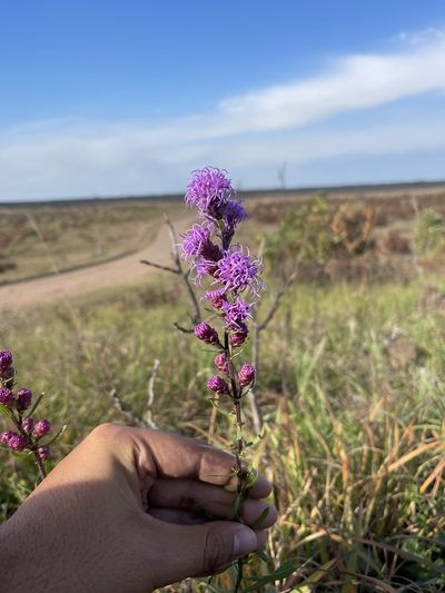 Liatris ligulistylis, photographed by Brandon Corder