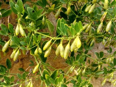 Zygophyllum fabago, photographed by Anna Petrosyan