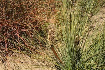 Xanthorrhoea nana, photographed by Em Lamond