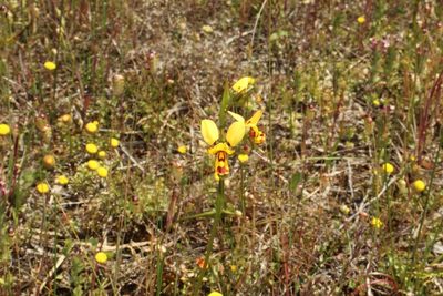 Diuris picta, photographed by Em Lamond