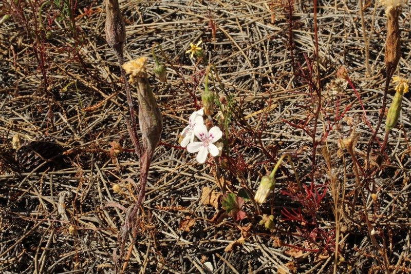 Pelargonium havlasae, photographed by Em Lamond