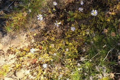 Drosera rupicola, photographed by Em Lamond