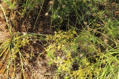 Drosera rupicola, photographed by Em Lamond