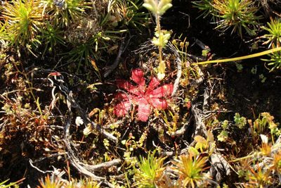 Drosera bulbosa, photographed by Em Lamond
