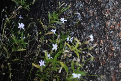 Lithotoma petraea, photographed by Em Lamond