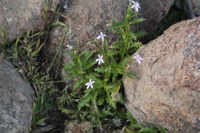 Lithotoma petraea, photographed by Em Lamond