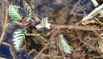 Aeschynomene fluitans