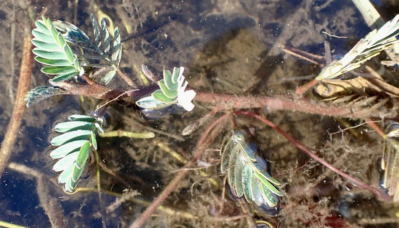 Aeschynomene fluitans, photographed by National Geographic Okavango Wilderness Project