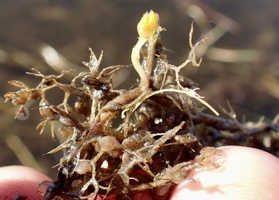 Utricularia reflexa, photographed by National Geographic Okavango Wilderness Project