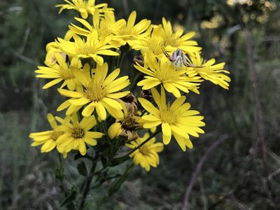 Chrysopsis mariana, photographed by Raven Dandridge
